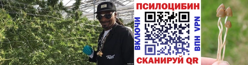 Галлюциногенные грибы MAGIC MUSHROOMS  закладки  Прохладный 